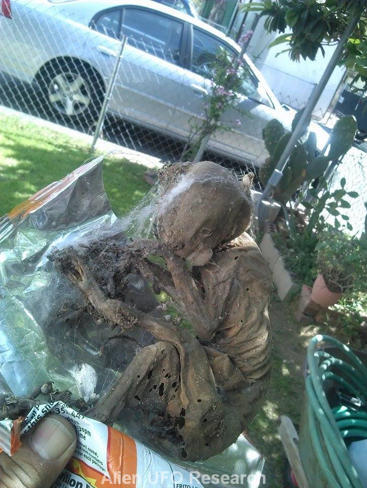 Small Dead Alien Found in Moreno Valley, CA |Alien-UFO-Research|