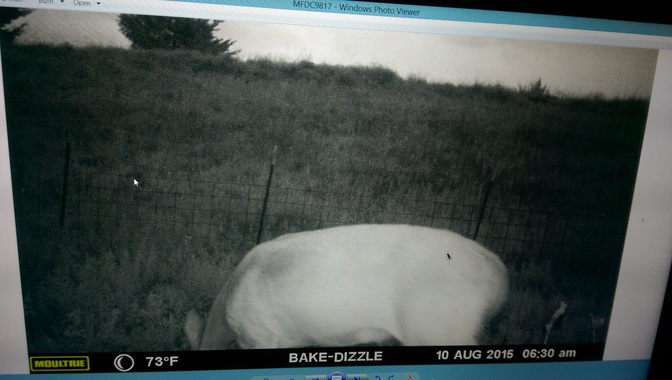 Gray Alien Caught on Trail Cam -Alien-UFO-Research-